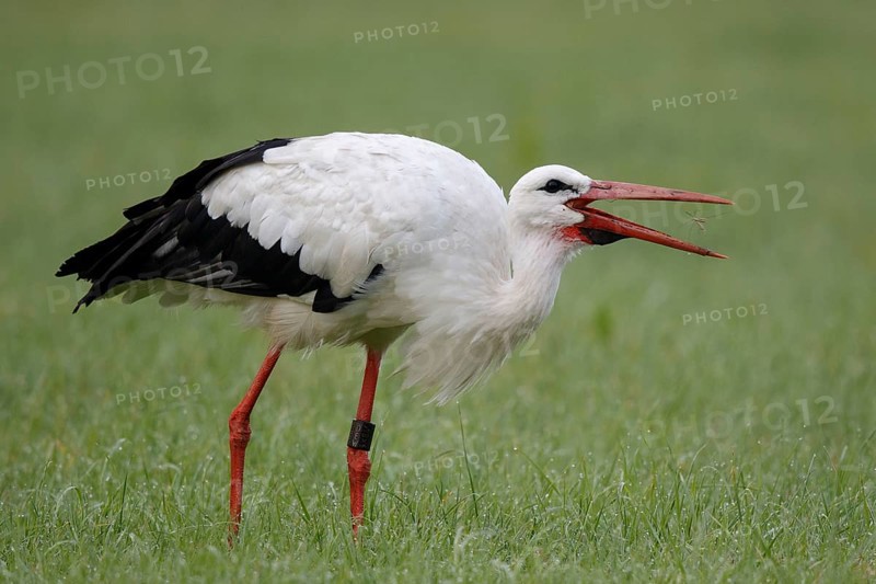 White Stork (Ciconia ciconia) eating an insect, North Rhine-Westphalia, Germany