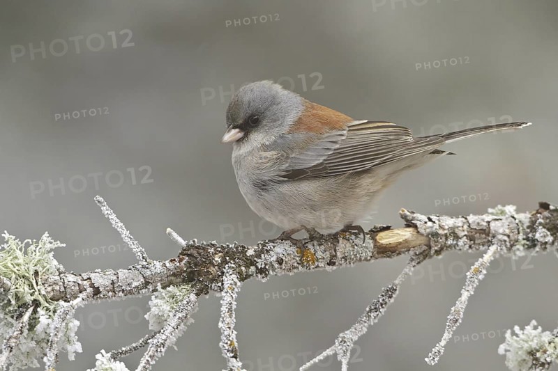 Grey-headed Junco (Junco hyemalis caniceps), New Mexico, USA