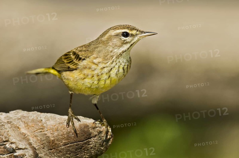 Palm Warbler (Setophaga palmarum hypochrysea), Florida, USA