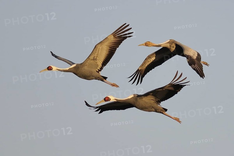 White-naped Crane (Antigone vipio) juvenile flying, Arasaki, Japan