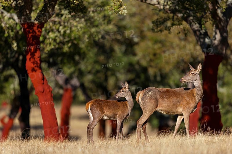 Red deer, (Cervus elaphus), young animal, animals, mammals, female with young animal, El Millaron Deer Safari, Salorino, Extremadura Caceres, Spain