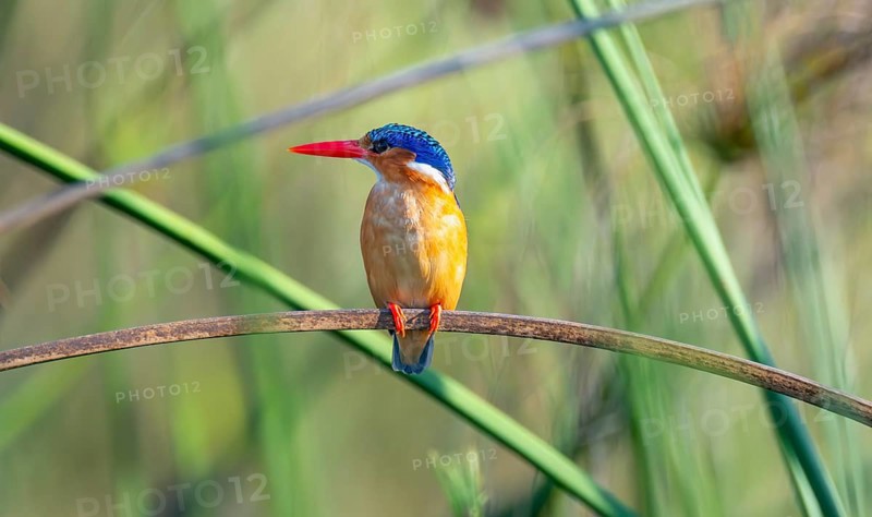 Crested Pygmy Kingfisher (Corythornis scalloped ribbonfish), bird sitting on a branch, Mabamba Swamp, Lake Victoria, Uganda