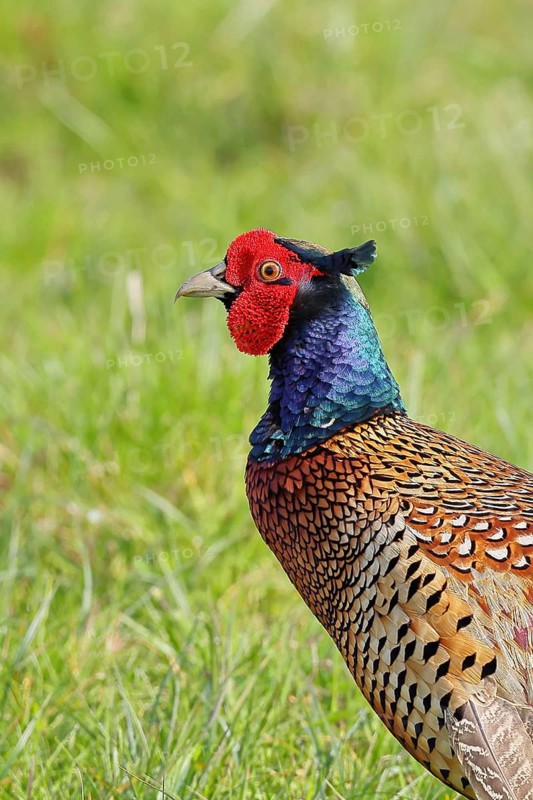 Pheasant, hunting pheasant (Phasianus colchicus), adult male bird in a meadow, animal portrait, wildlife, Lembruch, Ochsen Moor, Dümmer nature park Park, Lower Saxony, Germany