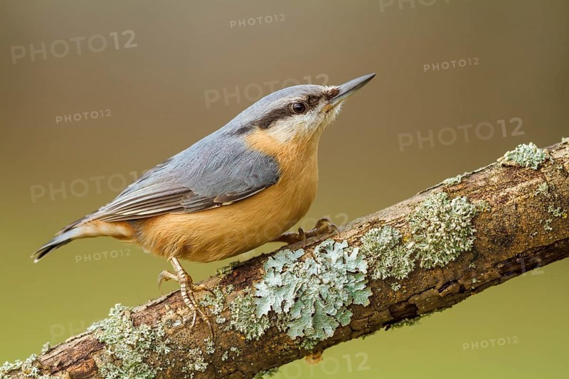 Kleiber, Sitta europaea Eurasian Nuthatch, Sitta europaea