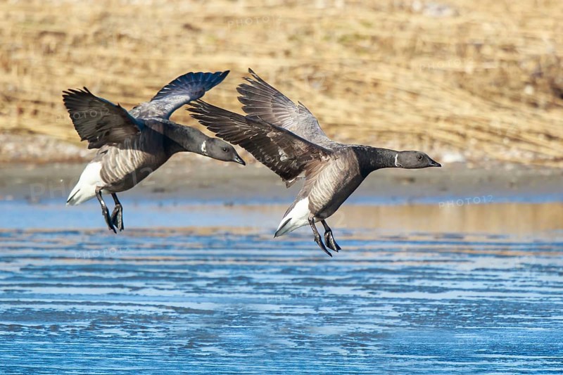 Brant Goose (Branta bernicla) landing, Netherlands