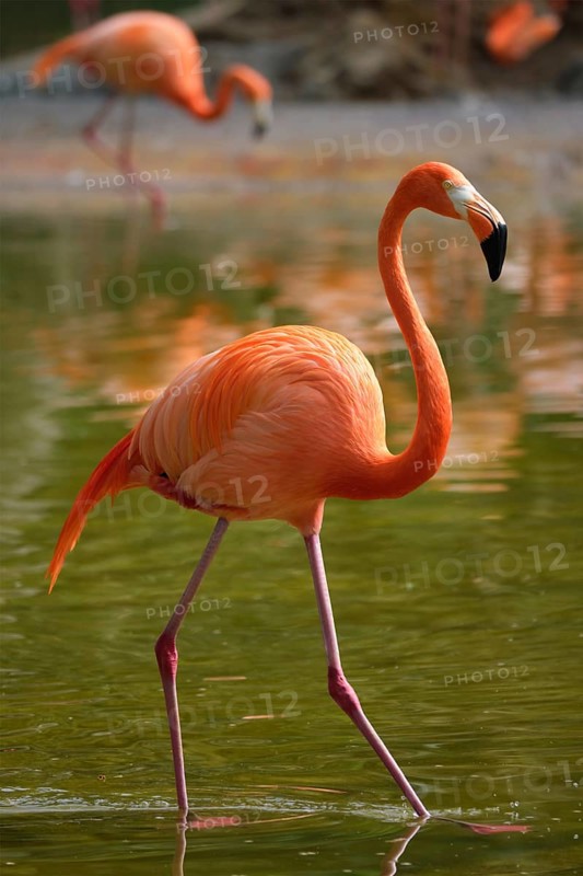 American flamingo (Phoenicopterus ruber) pink bird in pond