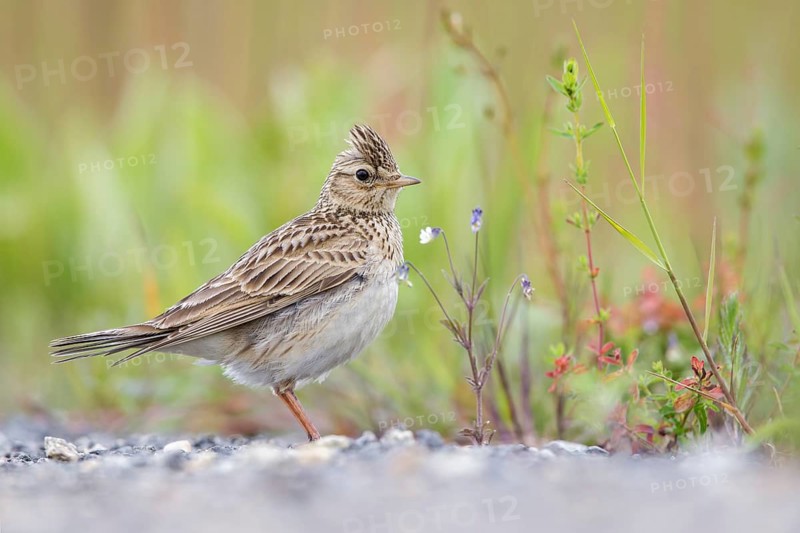 Eurasian Skylark (Alauda arvensis) male perched on the ground, Poland