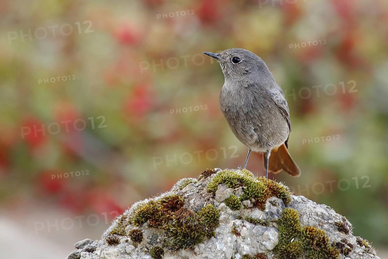 Black Redstart (Phoenicurus ochruros) female perched on lichen rock, Andalusia, Spain