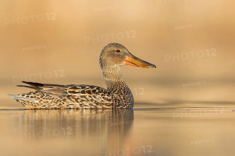 Northern Shoveler (Anas clypeata) swimming in a pond in Manitoba, Canada