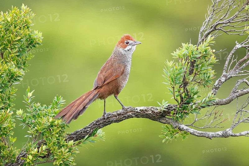 Rufous Bristlebird (Dasyornis broadbenti) male, Victoria, Australia