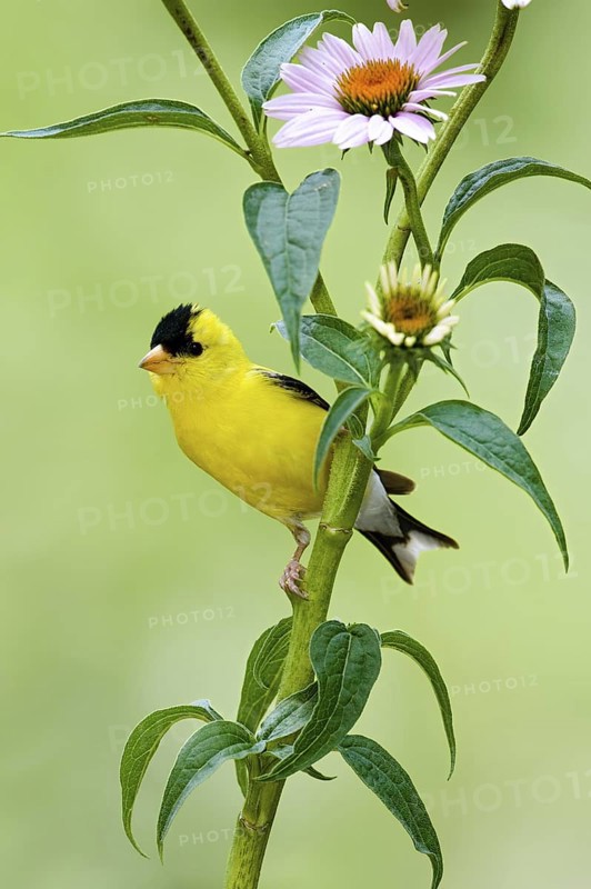 American Goldfinch (Spinus tristis) male, Kentucky, USA