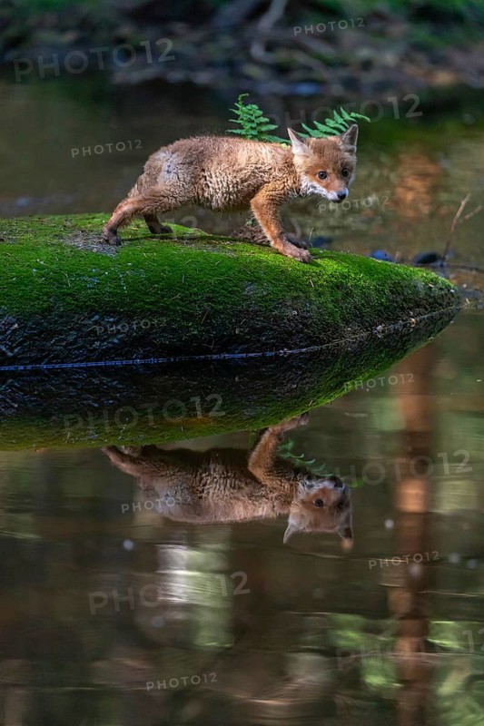 One young red fox, Vulpes vulpes, walking over a mossy rock in a shallow forest creek in late light. Searching for food