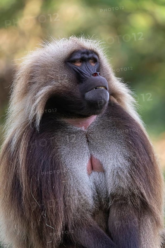Portrait of an adult male Gelada (Theropithecus gelada), or bleeding-heart monkey