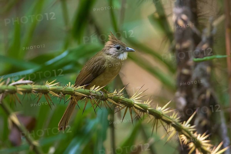 Ochraceous Bulbul (Alophoixus ochraceus) perched on a thorny branch, Cat Tien National Park, Vietnam