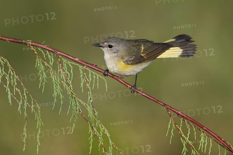 American Redstart (Setophaga ruticilla) female perched on a branch, Texas, USA