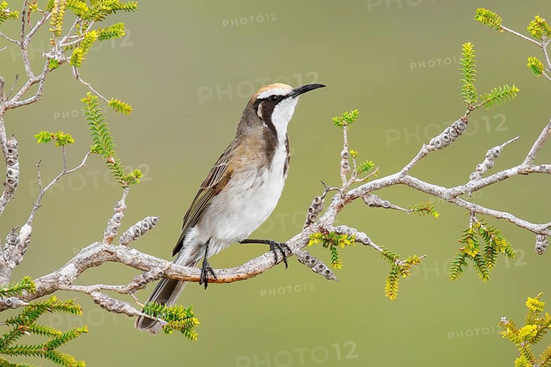 Tawny-crowned Honeyeater (Gliciphila melanops), Kangaroo Island, South Australia, Australia