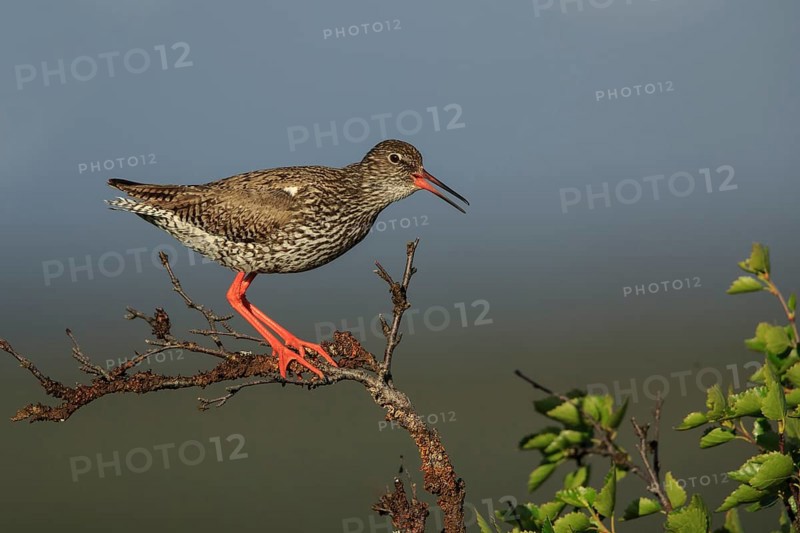 Common Redshank (Tringa totanus), Dalarna, Sweden