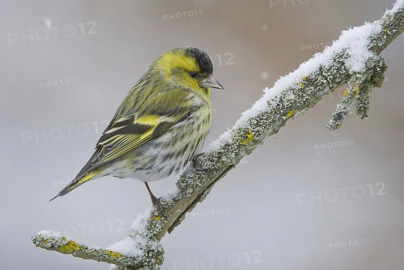 Eurasian Siskin (Spinus spinus) male, Saxony, Germany