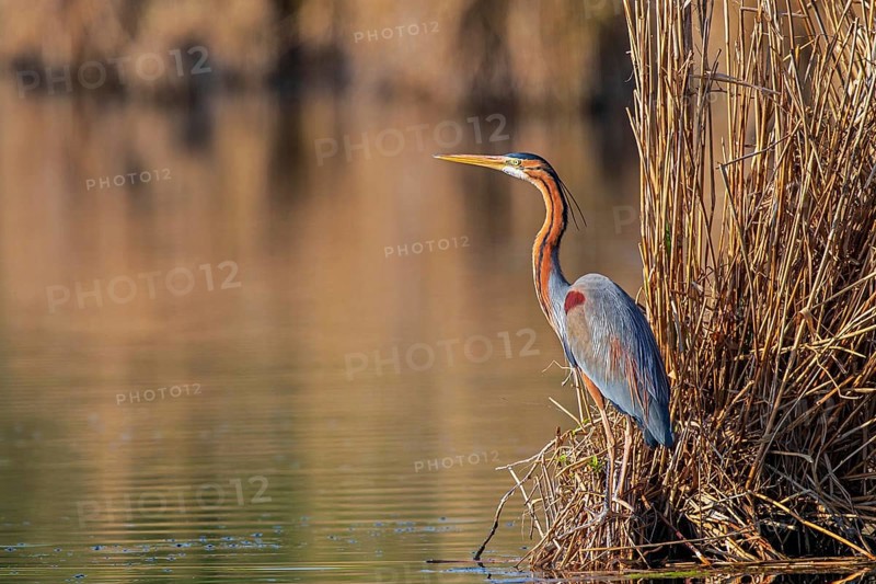 Purple Heron (Ardea purpurea), Baden-Wuerttemberg, Germany