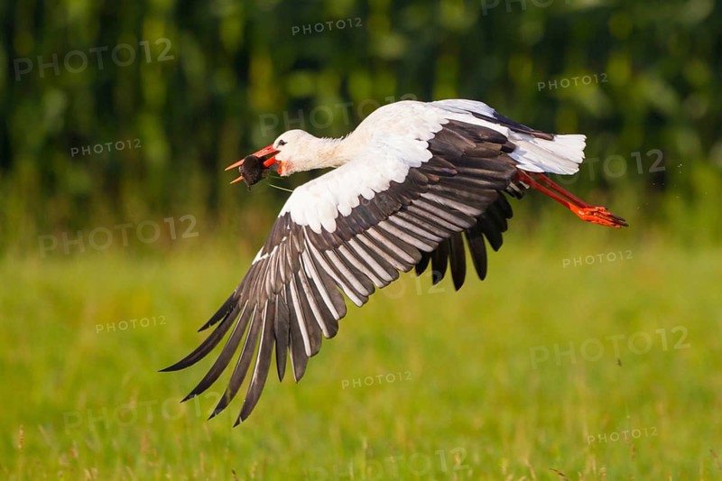 White Stork (Ciconia ciconia) female flying with caught mole in its beak, North Rhine-Westphalia, Germany