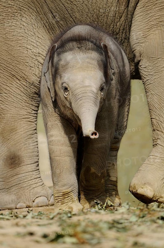 A young elephant baby stands curiously between the legs of an adult elephant, Asian elephant (Elephas maximus), captive, Occurrence Asia