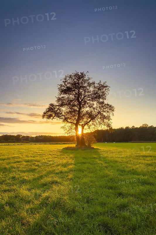 View of a tree standing alone in a meadow in the sunset, autumn, tree, willow, meadow, backlight, nature shot, landscape photography, nature, sky, cloud, Neustadt am Rübenberge, Lower Saxony, Germany