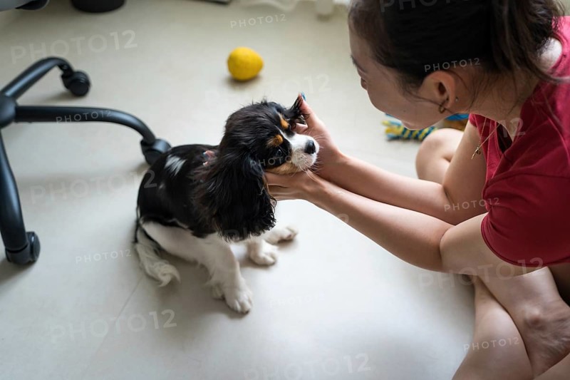 A young woman is training her Cavalier King Charles Spaniel indoors. The cheerful scene captures the bond between pet and owner, highlighting companionship and training techniques