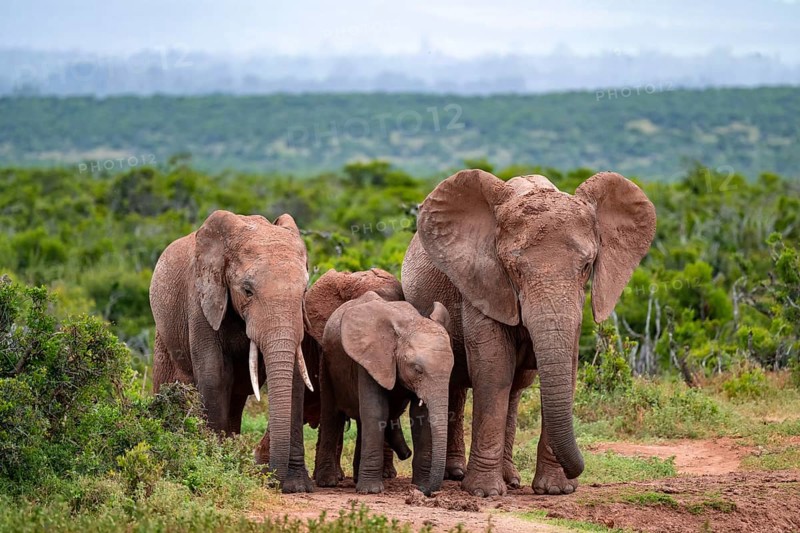 Herd of elephants with young, African elephant (Loxodonta africana), Addo Elephant National Park, Eastern Cape, South Africa