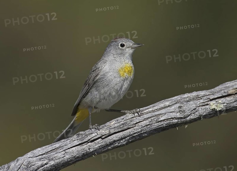 Virginia's Warbler (Leiothlypis virginiae), New Mexico, USA