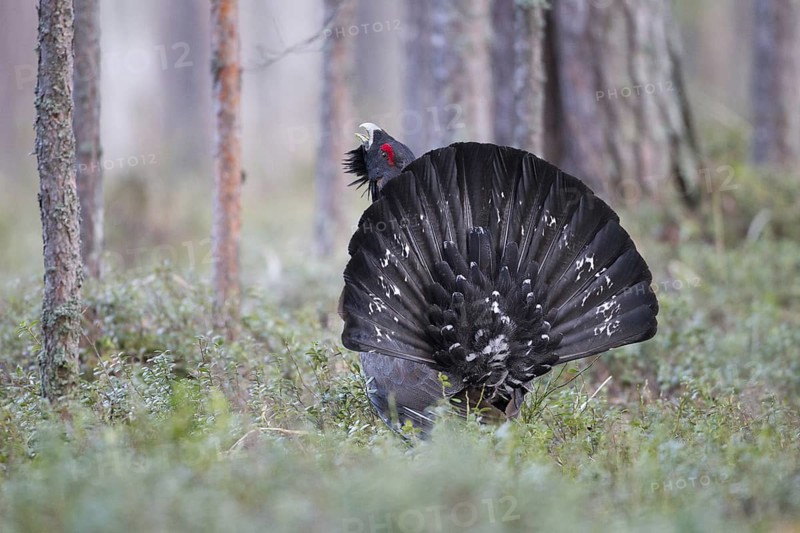 Western Capercaillie (Tetrao urogallus) male, Nizhegorodskaya, Russia