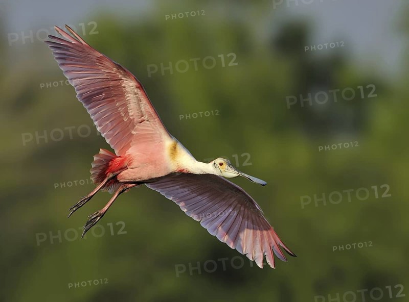Roseate Spoonbill (Platalea ajaja), Texas, USA