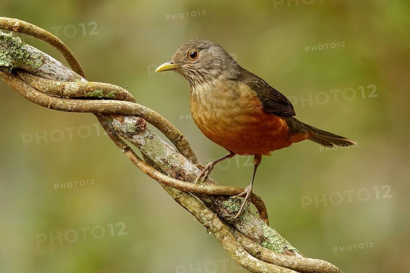 Rufous-bellied Thrush (Turdus rufiventris) perched on a branch in the Atlantic Rainforest Region of Brazil