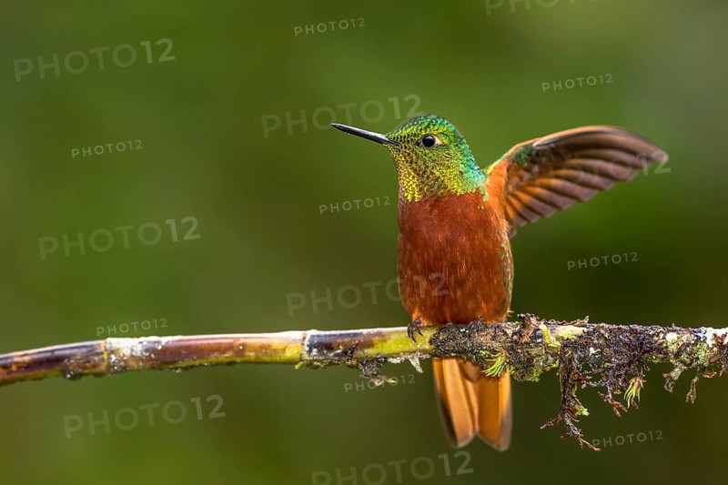 Chestnut-breasted Coronet (Boissonneaua matthewsii) flapping, Napo, Ecuador