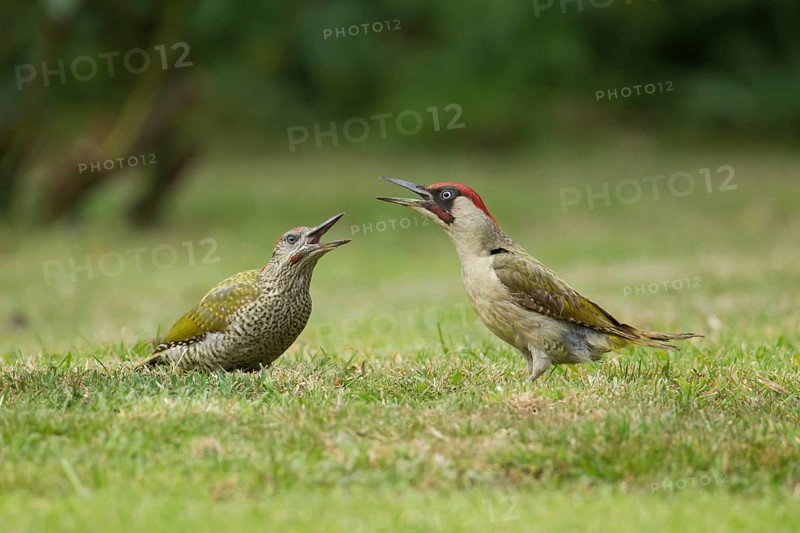 Green woodpecker (Picus viridis) adult bird and juvenile young bird two birds calling on a garden grass lawn, Norfolk, England, United Kingdom