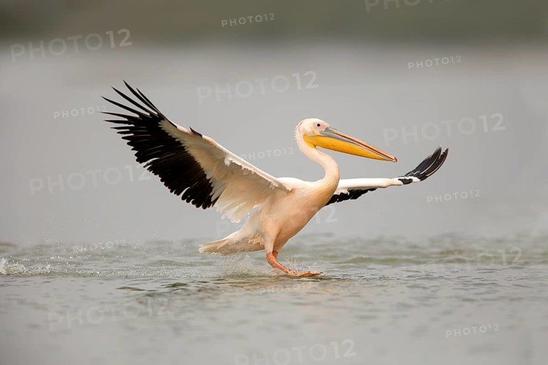Great White Pelican (Pelecanus onocrotalus) flying, Ethiopia
