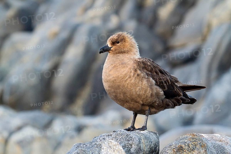South Polar Skua (Stercorarius maccormicki) light morph, Gondwana (German Base), Antarctica