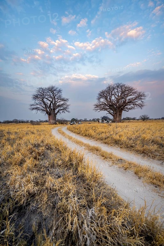 Road, track between yellow dry grass leads to baobabs, Nxai Pan National Park, Botswana