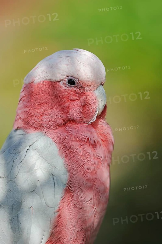 Galah (Eolophus roseicapilla) (Cacatua roseicapilla), captive, occurring in Australia