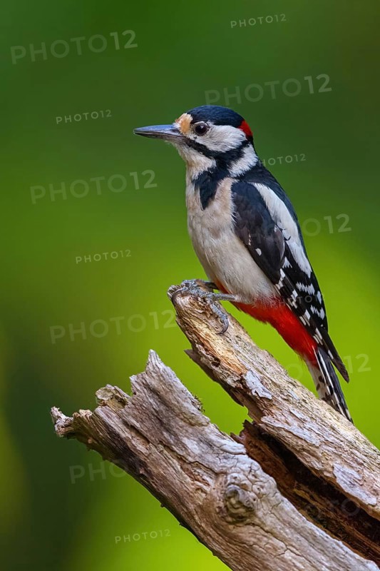 Great spotted woodpecker (Dendrocopos major) Picoides major, Pic Èpeiche, Pico Picapinos, forest, Hassloch, Rhineland-Palatinate, Germany