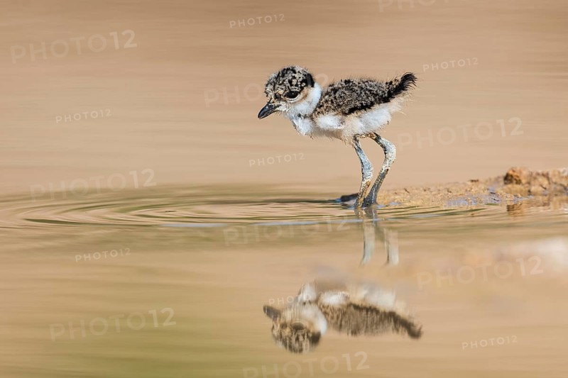 Spur-winged Lapwing (Vanellus spinosus) chick foraging, Eilat Israel