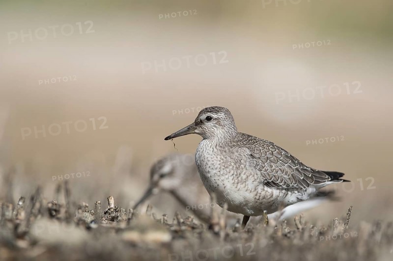Red Knot (Calidris canutus) foraging, Mecklenburg-Western Pomerania, Germany