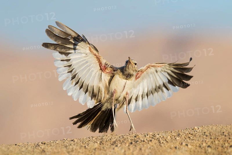 Greater Hoopoe-Lark (Alaemon alaudipes) juvenile flying, Eilat, Israel