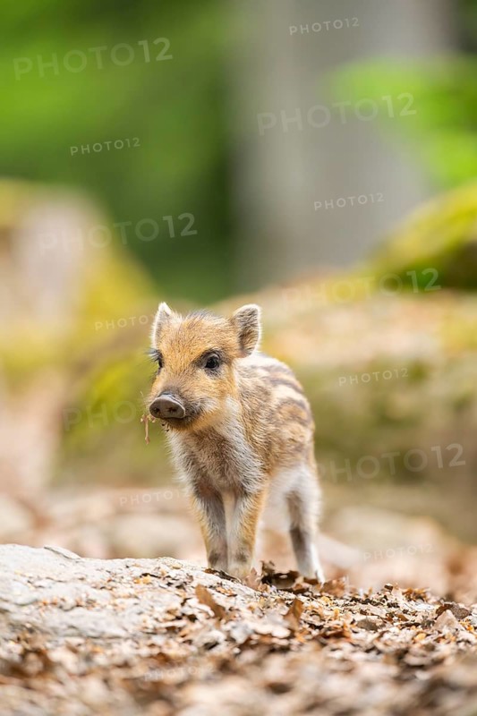 Wild boar (Sus scrofa) piglet standing in a forest, Bavaria, Germany