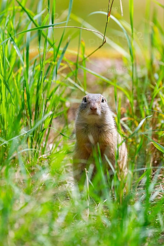 European ground squirrel (Spermophilus citellus) on a meadwo, Bavaria, Germany