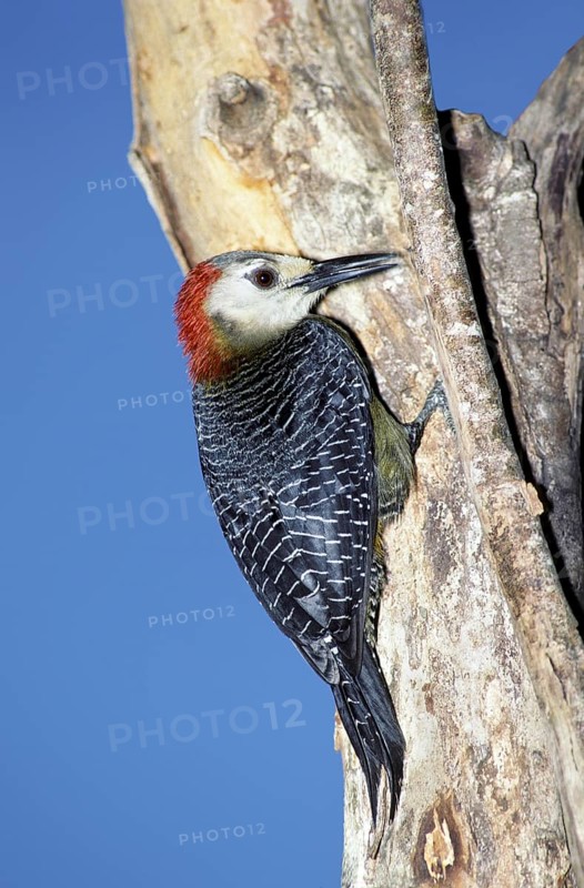 Jamaican Woodpecker Melanerpes radiolatus Montego Bay, JAMAICA April Adult Female Picidae