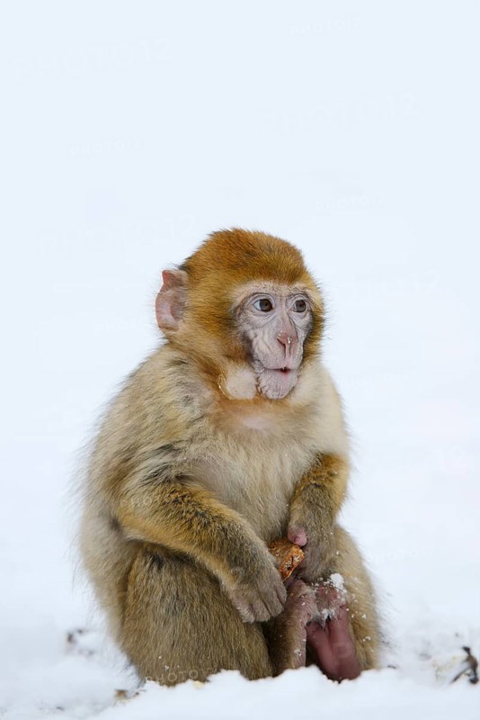 Barbary macaque or magot (Macaca sylvanus), young animal sitting in the snow and eating, winter, Azrou, Morocco