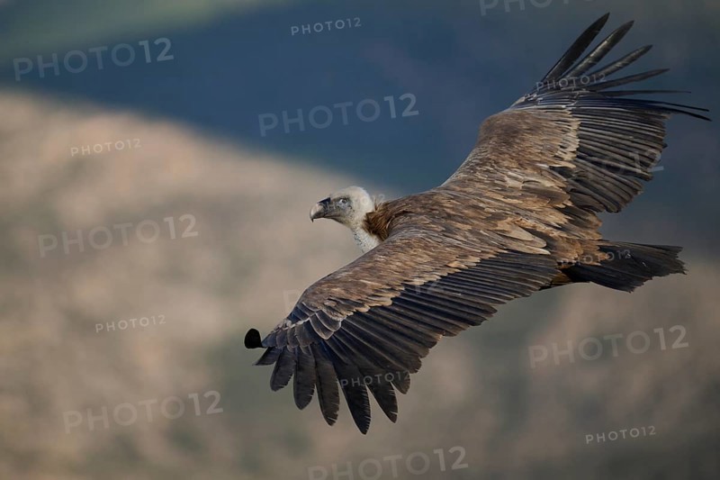 A Griffon Vulture soars over the rugged landscapes of Alicante, Spain, displaying its impressive wingspan and elegant flight patterns