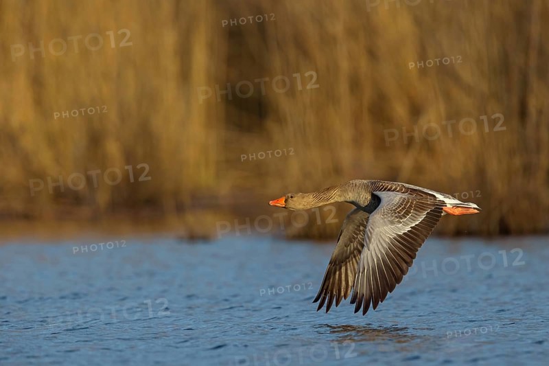 Greylag goose, Anser Anser, flight photo, lateral, Wagbachniederung, Wagh‰usl, Baden-W¸rttemberg, Germany