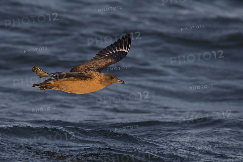Great Skua (Stercorarius skua) flying, North Sea, Germany