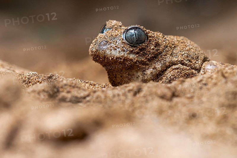 Close-up of a common spadefoot toad, Pelobates cultripes, camouflaged in a sandy environment The toad's textured skin blends seamlessly with the surrounding sand